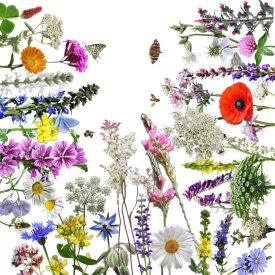   NEK-TÁR 3.0 méhlegelő magkeverék, 5 g, Vadvirágom sorozat