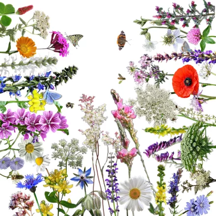 NEK-TÁR 3.0 méhlegelő magkeverék, 5 g, Vadvirágom sorozat