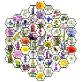 Zümmögde vetőmag, 5 g, Vadvirágom sorozat