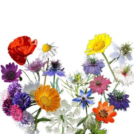   Ó, Rómeó egynyári virágmagkeverék balkonra is, 5 g, Vadvirágom sorozat