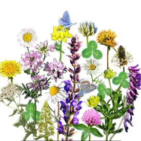   Virágos ősgyep extra vetőmagkeverék, 50 g, Vadvirágom sorozat