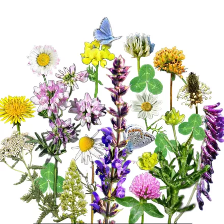 Virágos ősgyep extra vetőmagkeverék, 50 g, Vadvirágom sorozat