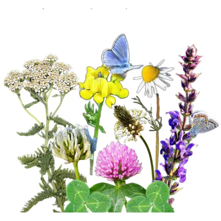 Virágos ősgyep vetőmagkeverék, 50 g