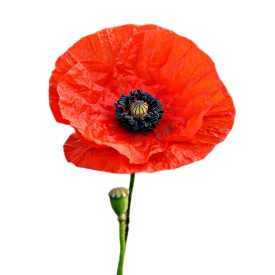 Pipacs vetőmag, 1 g, Vadvirágom sorozat