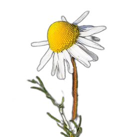 Kamilla vetőmag, 1 g, Vadvirágom sorozat