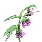 Fekete nadálytő vetőmag, 0,5 g, Vadvirágom sorozat