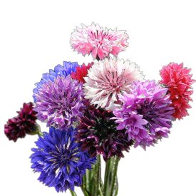   Búzavirág vetőmag, 2 g, színkeverék, Vadvirágom sorozat