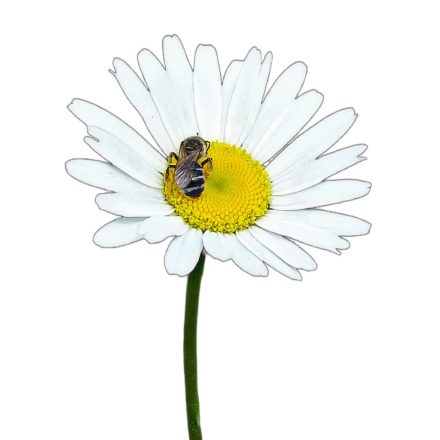 Réti margitvirág/ margaréta vetőmag, 1 g, Vadvirágom sorozat