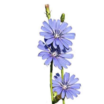 Mezei Katáng vetőmag, 1 g, Vadvirágom sorozat