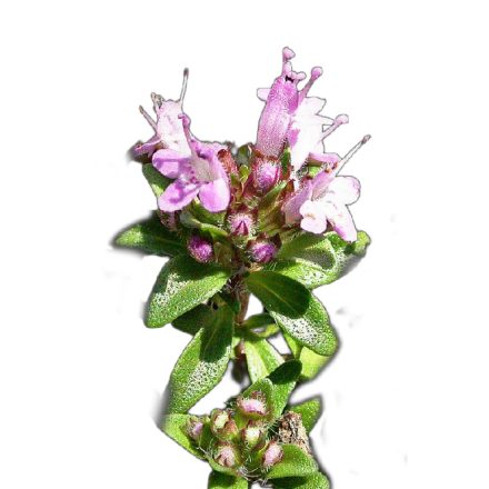 Keskenylevelű kakukkfű vetőmag, 0,25 g, Vadvirágom sorozat