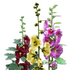   Fügelevelű mályvarózsa vetőmag, 1 g, Vadvirágom sorozat