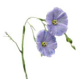 Évelő len vetőmag, 2 g, Vadvirágom sorozat