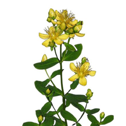 Közönséges orbáncfű vetőmag, 1 g, Vadvirágom sorozat