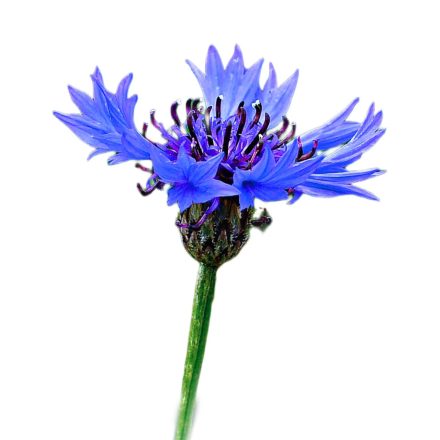 Búzavirág vetőmag, 2 g, kék, Vadvirágom sorozat