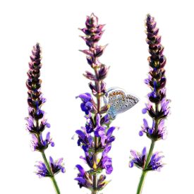 Ligeti zsálya vetőmag, 1 g, Vadvirágom sorozat