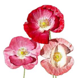 Pipacs vetőmag, színkeverék 1 g, Vadvirágom sorozat