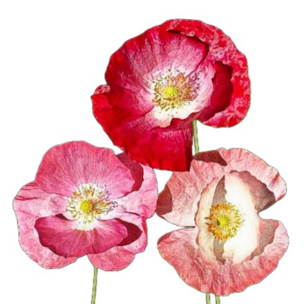 Pipacs vetőmag, színkeverék 1 g, Vadvirágom sorozat