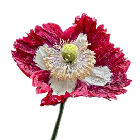 Kerti mák vetőmag, 0,25 g, Vadvirágom sorozat