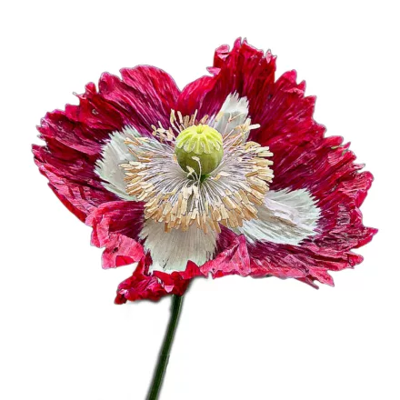 Kerti mák vetőmag, 0,25 g, Vadvirágom sorozat