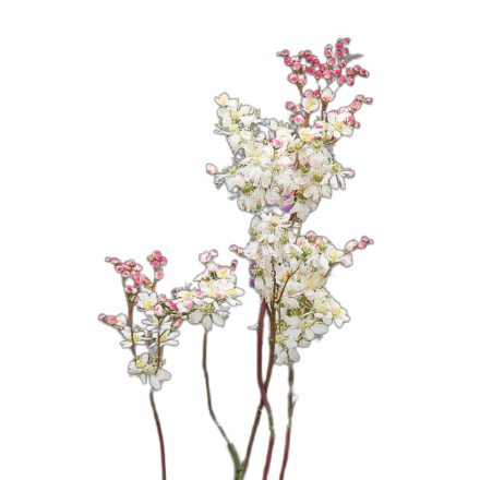 Koloncos legyezőfű vetőmag, 1 g, Vadvirágom