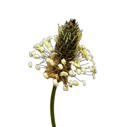 Lándzsás utifű vetőmag, 2 g, Vadvirágom sorozat