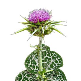 Máriatövis vetőmag, 10 g, Vadvirágom sorozat