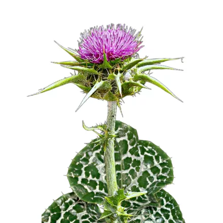 Máriatövis vetőmag, 10 g, Vadvirágom sorozat