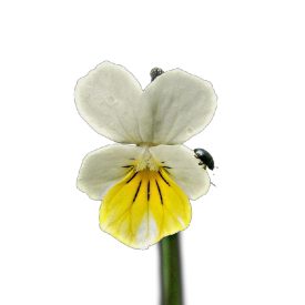 Mezei árvácska vetőmag, 1 g, Vadvirágom sorozat