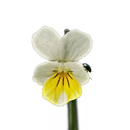 Mezei árvácska vetőmag, 1 g, Vadvirágom sorozat