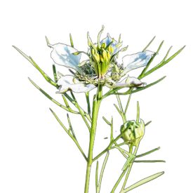 Mezei katicavirág vetőmag, 1 g, Vadvirágom sorozat