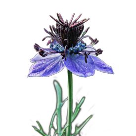 Spanyol katicavirág vetőmag, 1 g, Vadvirágom sorozat