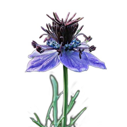 Spanyol katicavirág vetőmag, 1 g, Vadvirágom sorozat