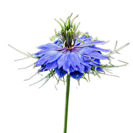 Miss Jekyll blue borzaskata vetőmag, 2 g, Vadvirágom sorozat