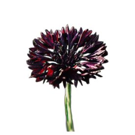   Black Ball búzavirág vetőmag, fekete, 1 g, Vadvirágom sorozat