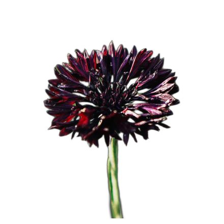 Black Ball búzavirág vetőmag, fekete, 1 g, Vadvirágom sorozat