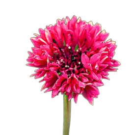   Red Ball búzavirág vetőmag, rózsaszín 1 g, Vadvirágom sorozat