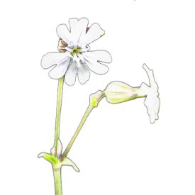 Fehér mécsvirág vetőmag, 1 g, Vadvirágom sorozat