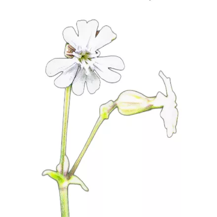 Fehér mécsvirág vetőmag, 1 g, Vadvirágom sorozat