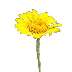 Festő pipitér vetőmag, 1 g, Vadvirágom sorozat