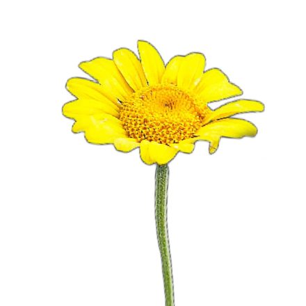 Festő pipitér vetőmag, 1 g, Vadvirágom sorozat