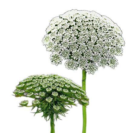 Fogpiszkálófű vetőmag, 1 g, Vadvirágom sorozat