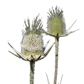 Héjakút mácsonya vetőmag, 1 g, Vadvirágom sorozat