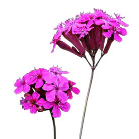 Kerti habszegfű vetőmag, 1 g, Vadvirágom sorozat