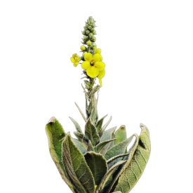   Szöszös ökörfarkkóró vetőmag, 1 g, Vadvirágom sorozat