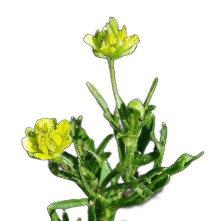 Vetési boglárka vetőmag, 1 g, Vadvirágom sorozat