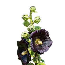 Fekete mályvarózsa vetőmag, 2 g, Vadvirágom sorozat