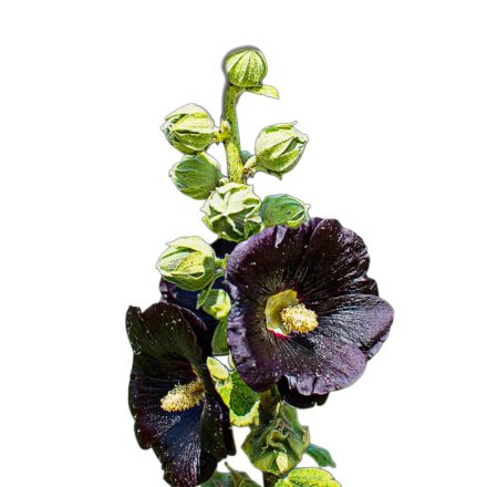 Fekete mályvarózsa vetőmag, 2 g, Vadvirágom sorozat