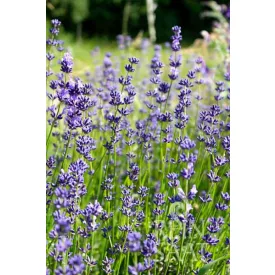 Lavendel bio dinamikus levendula vetőmag, cca 200 db mag
