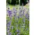 Lavendel bio dinamikus levendula vetőmag, cca 200 db mag