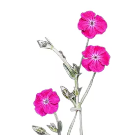 Bársony kakukkszegfű vetőmag, 1 g Vadvirágom sorozat